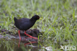 Zwart Porseleinhoen (Amaurornis flavirostra)