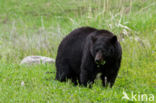 American black bear (Ursus americanus)
