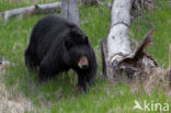 American black bear (Ursus americanus)