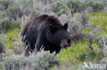 American black bear (Ursus americanus)
