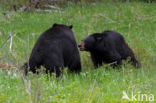 American black bear (Ursus americanus)