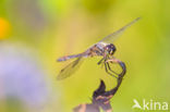 Zwarte heidelibel (Sympetrum danae)