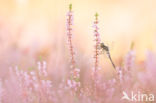 Zwarte heidelibel (Sympetrum danae)