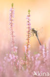 Zwarte heidelibel (Sympetrum danae)