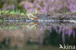 Black Redstart (Phoenicurus ochruros)