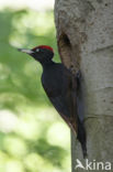 Black Woodpecker (Dryocopus martius)