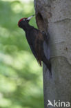 Black Woodpecker (Dryocopus martius)