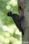 Black Woodpecker (Dryocopus martius)