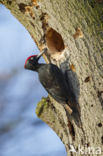 Black Woodpecker (Dryocopus martius)