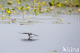 Black Tern (Chlidonias niger)