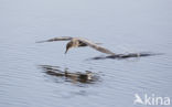 Black Tern (Chlidonias niger)