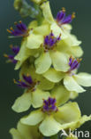 Dark Mullein (Verbascum nigrum)