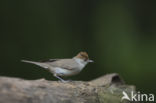 Blackcap (Sylvia atricapilla)