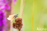 european skipper (Thymelicus lineola)