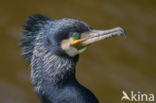 Aalscholver (Phalacrocorax carbo)