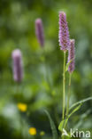 Adderwortel (Persicaria bistorta)