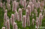 Adderwortel (Persicaria bistorta)