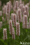 Adderwortel (Persicaria bistorta)