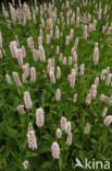 Adderwortel (Persicaria bistorta)