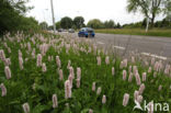 Common Bistort (Persicaria bistorta)