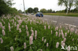 Adderwortel (Persicaria bistorta)