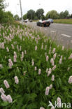 Adderwortel (Persicaria bistorta)