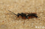 Agenioideus cinctellus