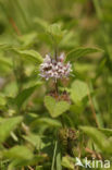 Corn Mint (Mentha arvensis)