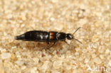 Aleochara bipustulata