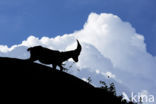 Alpen Steenbok (Capra ibex)