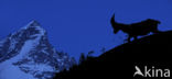 Alpen Steenbok (Capra ibex)