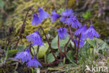 Alpenkwastjesbloem (Soldanella alpina)