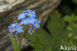 Alpine Forget-me-not (Myosotis alpestris)