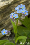 Alpine Forget-me-not (Myosotis alpestris)