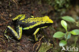 pleasing poison frog (Ameerega bassleri)