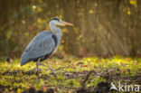 Great blue heron (Ardea herodias)