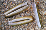 Atlantic razor clam (Ensis directus)