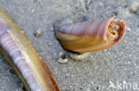 Atlantic razor clam (Ensis directus)