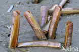 Atlantic razor clam (Ensis directus)