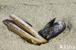 Atlantic razor clam (Ensis directus)