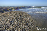 Atlantic razor clam (Ensis directus)