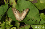 White Peacock (Anartia jatrophae)