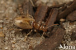 Anthicus bimaculatus