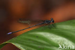 Argia kokama