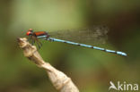 Argia limitata