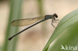 Argia limitata