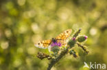 Wall Brown (Lasiommata megera)