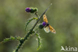 Wall Brown (Lasiommata megera)