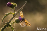 Wall Brown (Lasiommata megera)