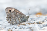 Wall Brown (Lasiommata megera)